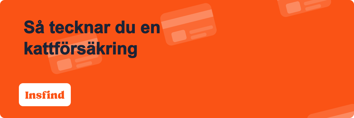 Så tecknar du en kattförsäkring
